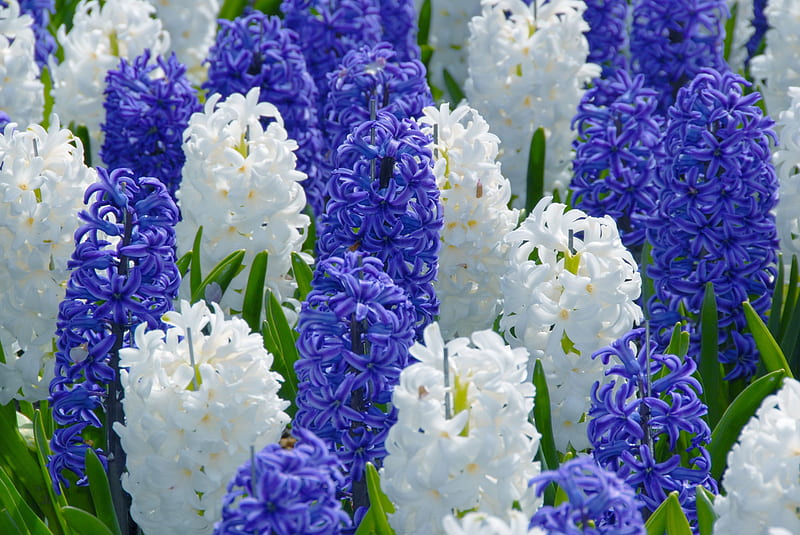 Purple and white hyacints, pretty, hyacinths, purple, flowers, spring, nature, white, blue, HD wallpaper