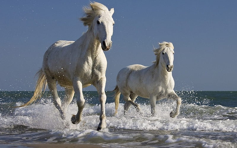 White horses runing, water, horse, run, animal, HD wallpaper