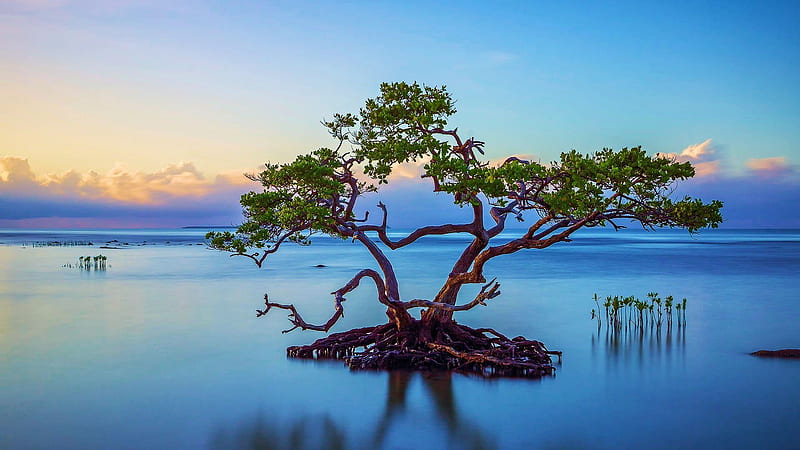 Tree surrounded by body of water, sunset, lonely, water, lake, sky, HD wallpaper