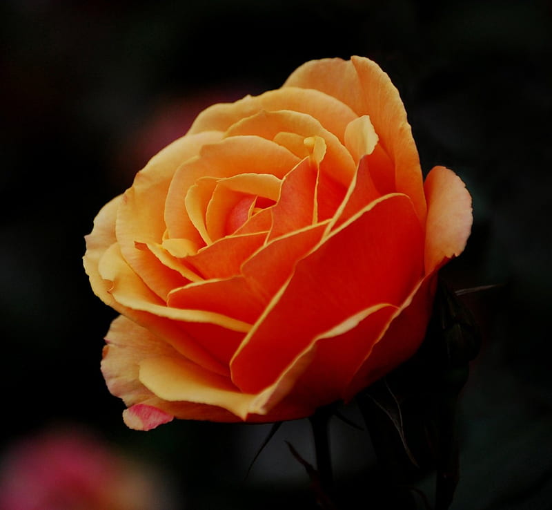 A orange beautiful rose., lovely, orange, Rose, bonito, petals, enthusiasm, delicate, HD wallpaper