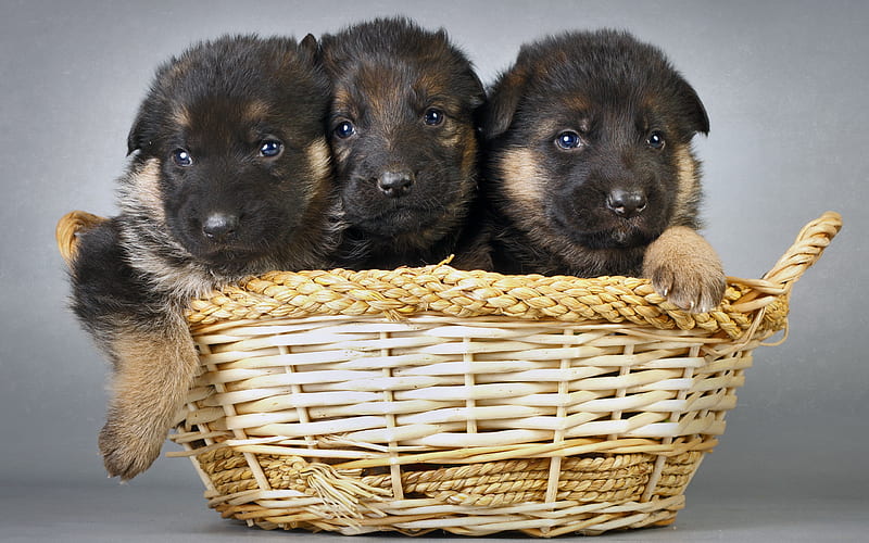 Black puppies, German Shepherd Dog, small dogs, puppies in the basket, dogs, HD wallpaper