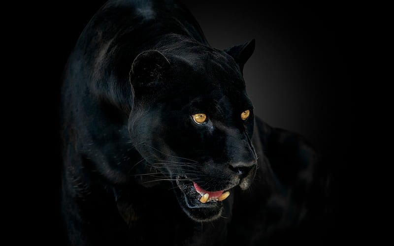 Black Panther - Animals Wallpaper (13128434) - Fanpop