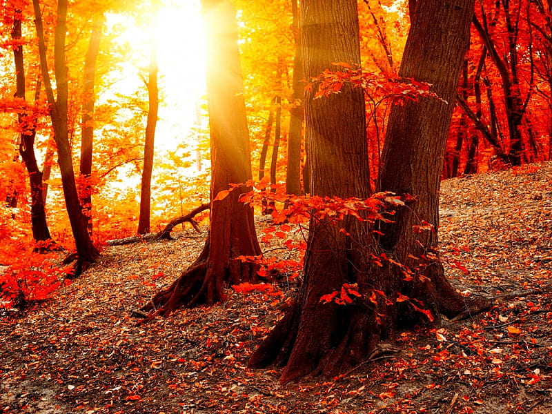 Autumn sunshine, fall, colorful, autumn, glow, dazzling, sunny ...