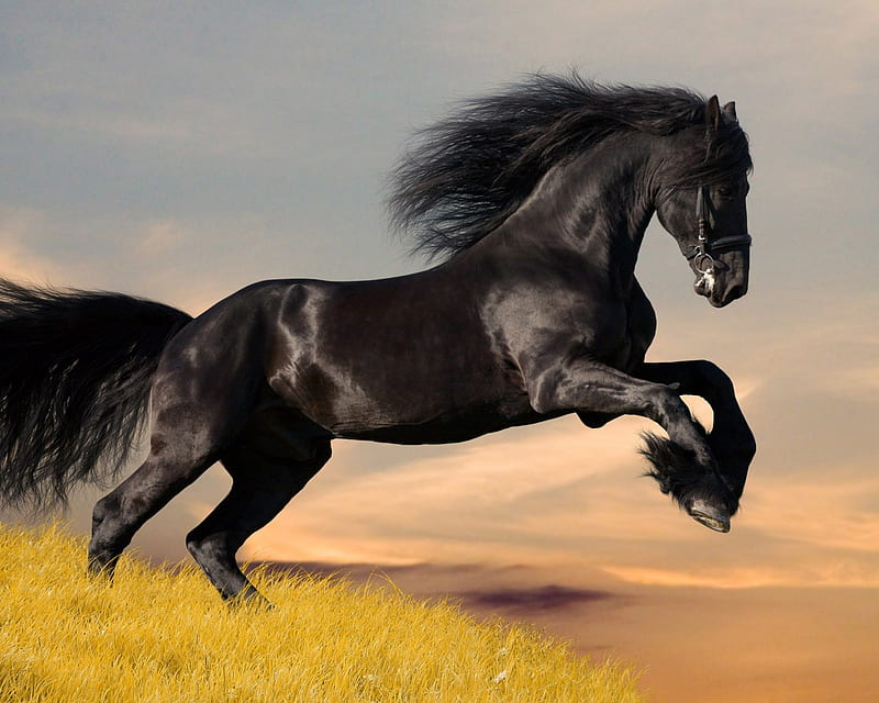 BLACK POWER, beauty, power, horse, animals, HD wallpaper