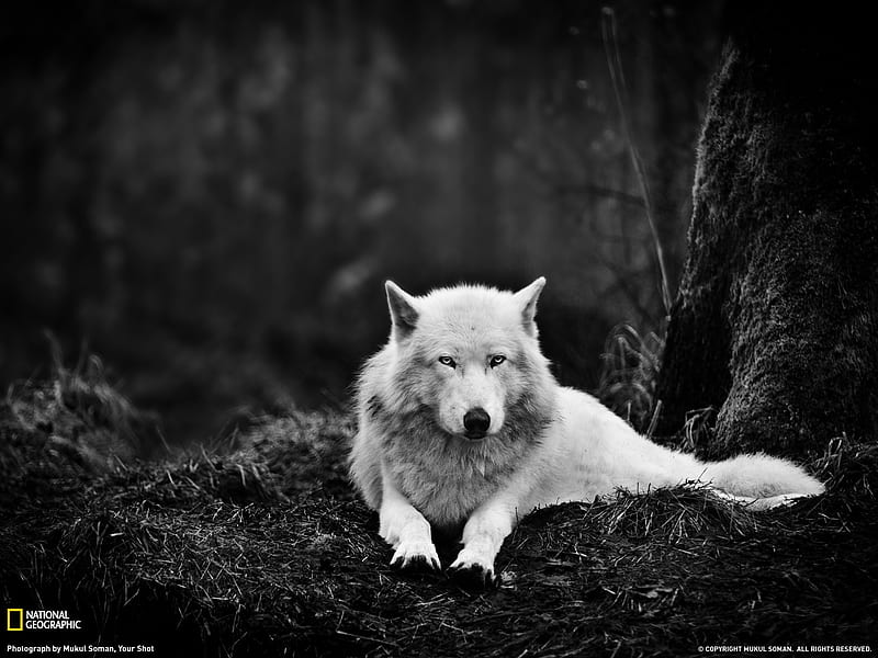 Gray Wolf Washington-National Geographic magazine, HD wallpaper