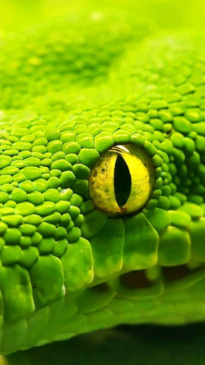 snake eye , snakes, green, reptiles, HD phone wallpaper