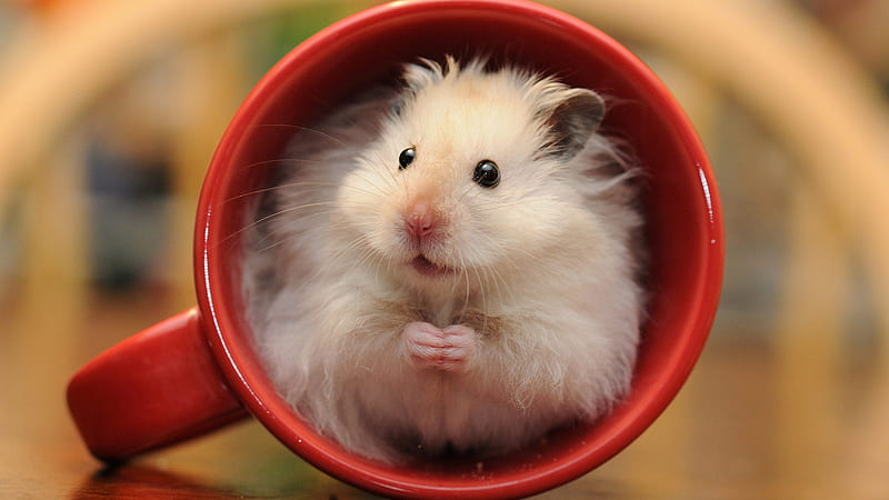White Rat In Red Cup Rat, HD wallpaper