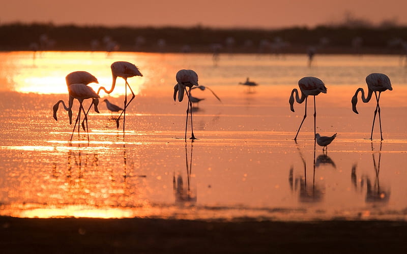 Flamingos, birds, sunshine, lake, animals, HD wallpaper