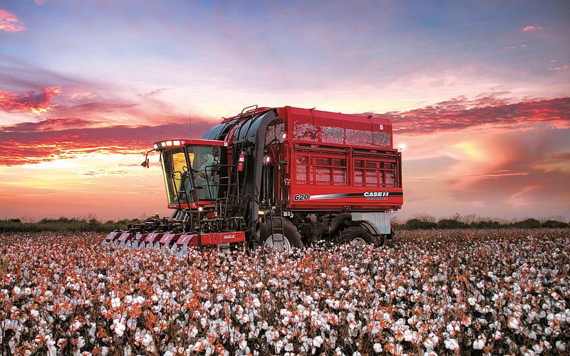 Case IH Cotton Express, cotton harvest, cotton field, combine, Cotton Express 620, Case, harvesting, HD wallpaper