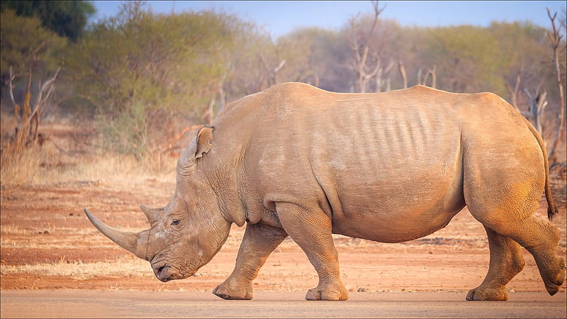 Rhinoceros, Rhino, HD wallpaper