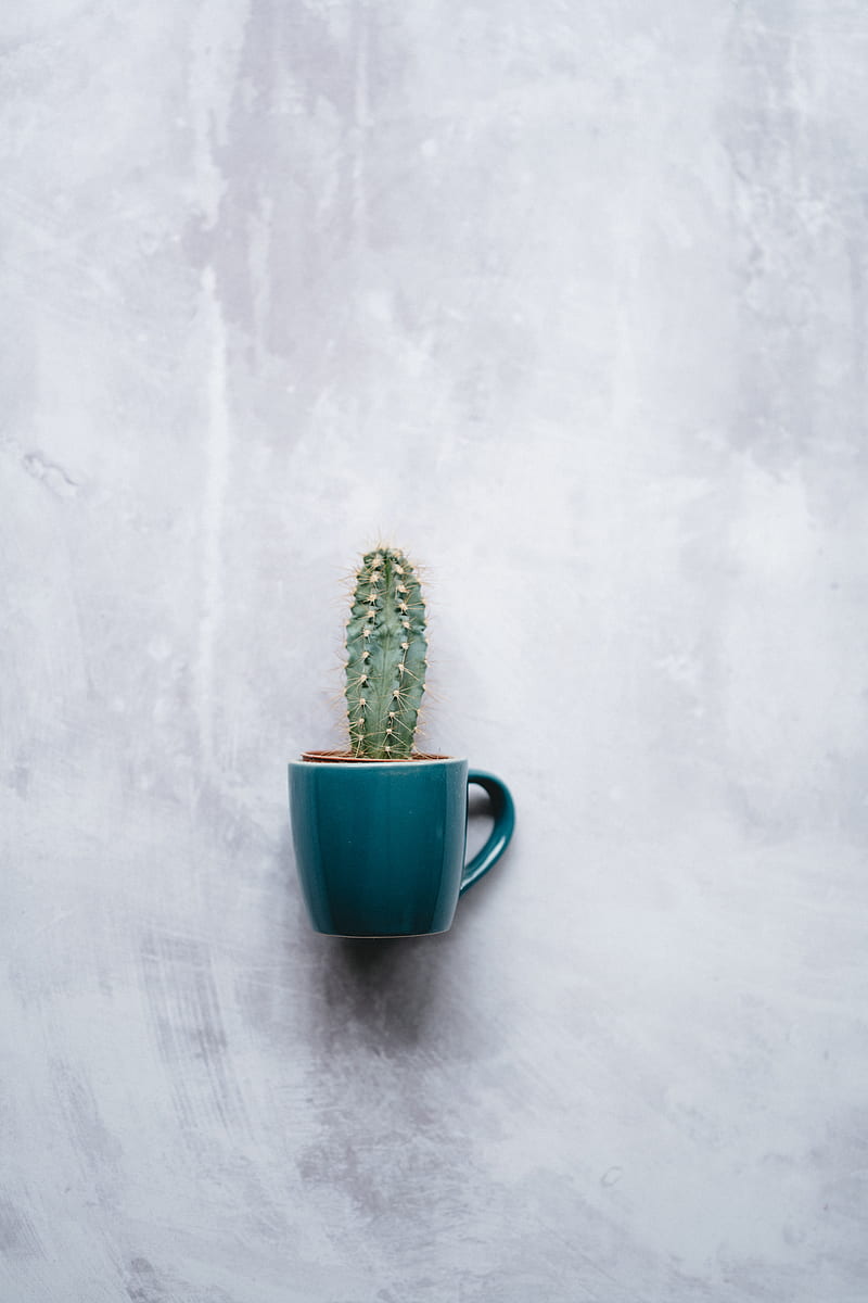 cactus, mug, houseplant, wall, texture, HD phone wallpaper