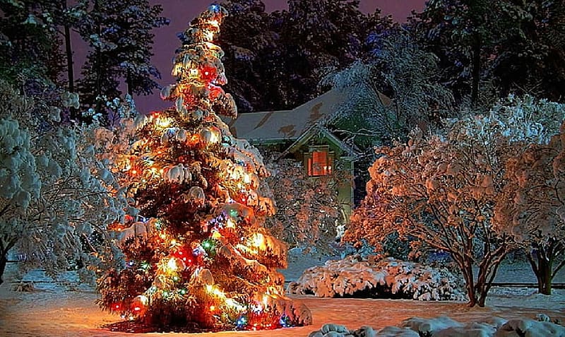 Christmas, forests, tree, house, HD wallpaper | Peakpx