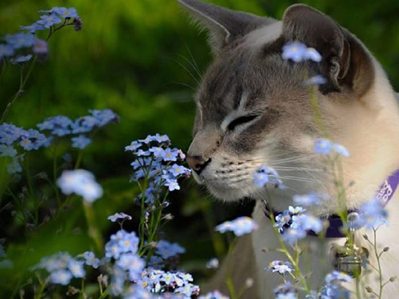 sniffing a flowers, flowers, sniffing, cats, animals, HD wallpaper