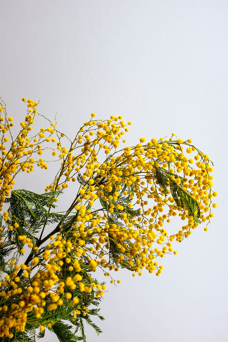 mimosa, flowers, branch, plant, yellow, HD phone wallpaper