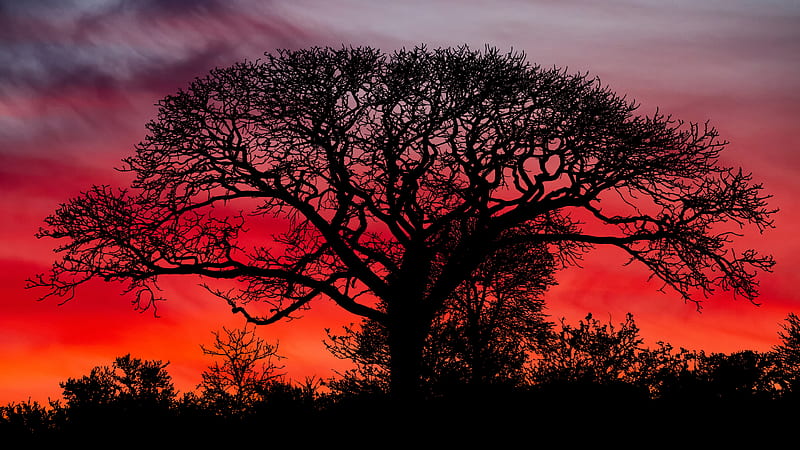 Trees, Tree, Silhouette, Sunset, HD wallpaper