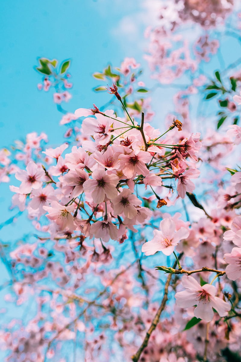 Flor de cerezo, flores chinas, Fondo de pantalla de teléfono HD | Peakpx