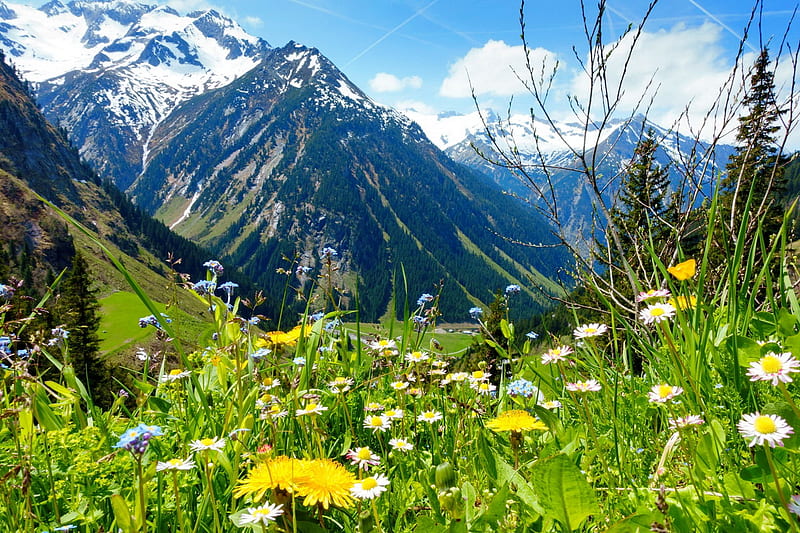 Alpine wildflowers, view, grass, wildflowers, summer, bonito, freshness, Alps, greenery, mountain, meadow, HD wallpaper