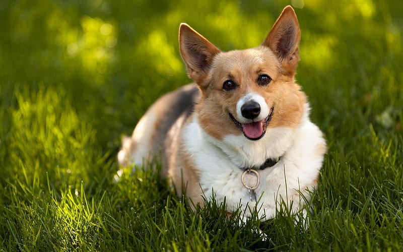 Pembroke Welsh Corgi, grass, animal, dog, HD wallpaper