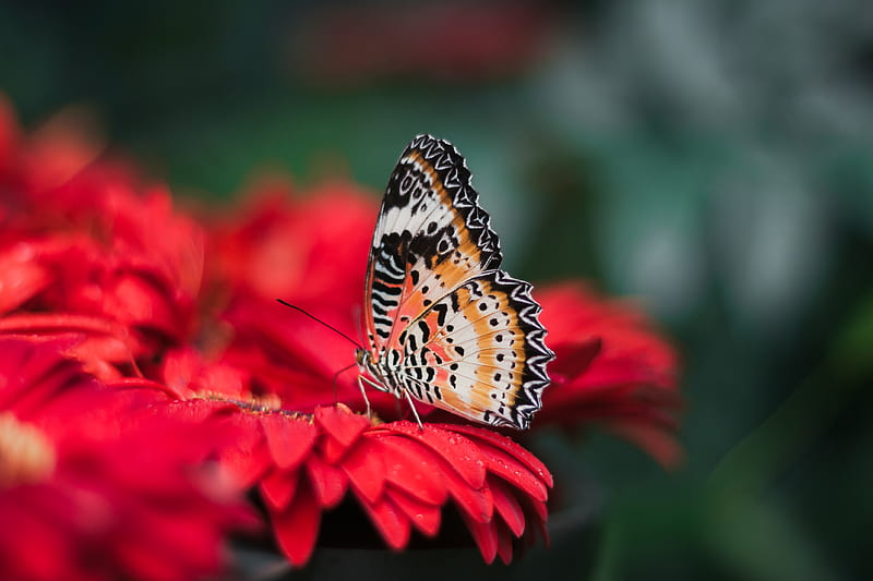 orange and black butterfly on red leaves, HD wallpaper