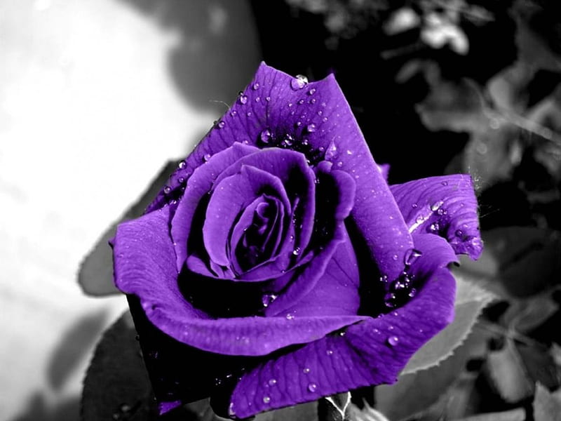 Una rosa, violeta, gris, rosa, negra, Fondo de pantalla HD | Peakpx