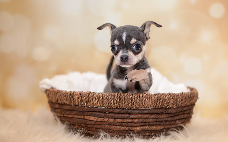 Chihuahua, black puppy, small dog, pets, cute animals, basket, HD wallpaper