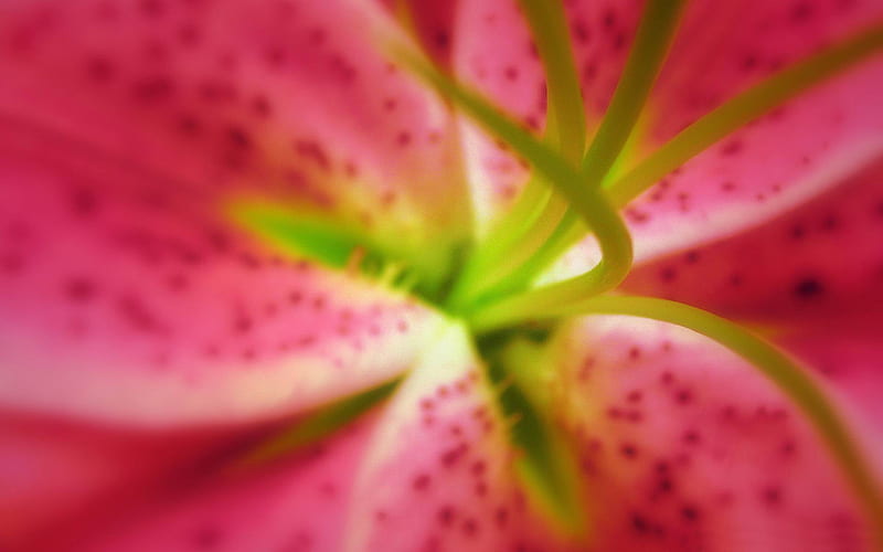 pink oriental lilies-spring flowers, HD wallpaper