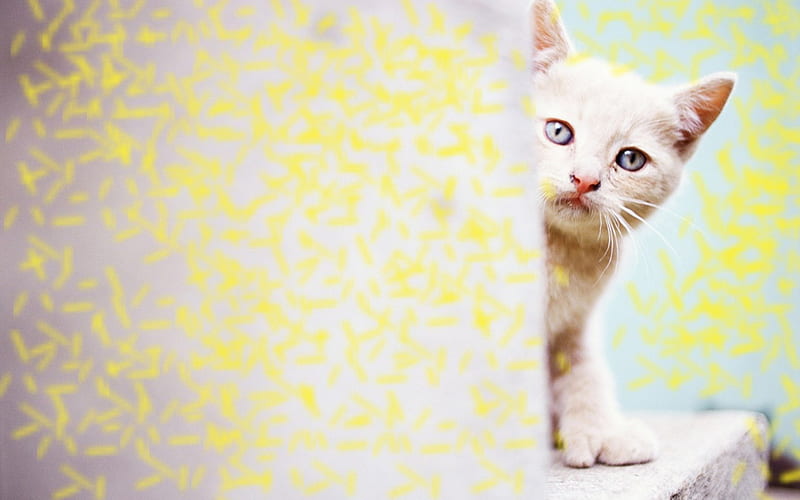 peek a boo I see you, cute, adorable, white, kitten, HD wallpaper