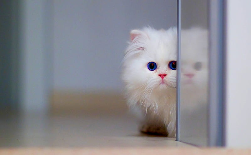 CUTE WHITE KITTY, cute, fluffy, white, cat, kitten, HD wallpaper