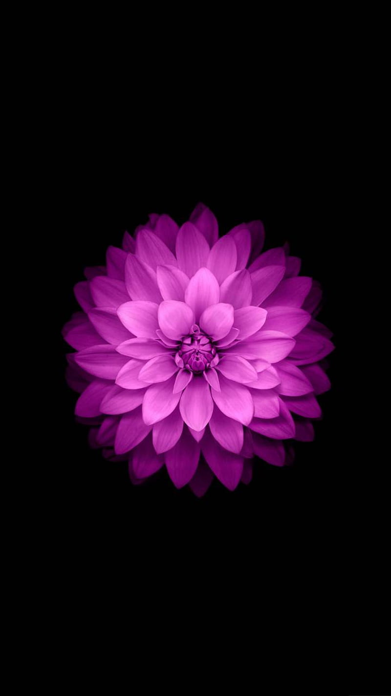 Flor morada, negro, flores, rosa, Fondo de pantalla de teléfono HD | Peakpx