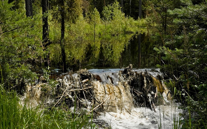 The beaver pond, nature, falls, HD wallpaper