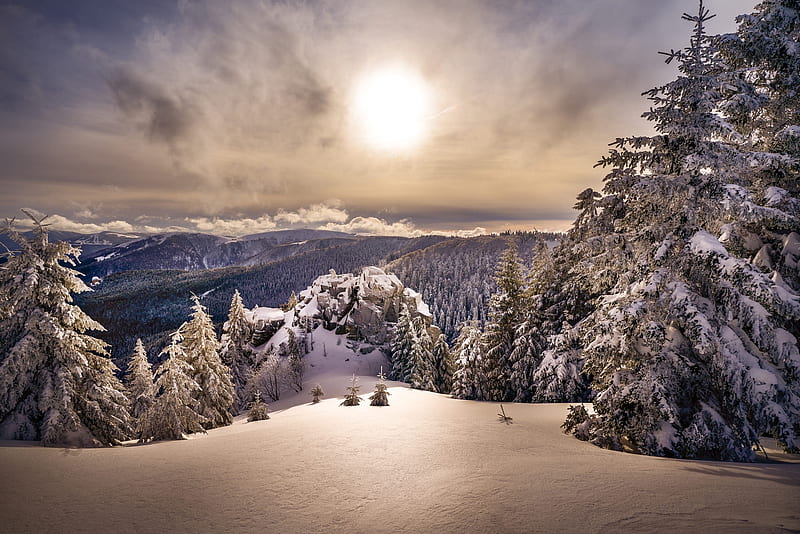 Earth, Winter, Nature, Snow, Spruce, Sun, HD wallpaper