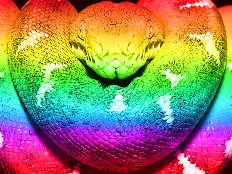 Rainbow Boa, color, rainbow, wow, snake, HD wallpaper