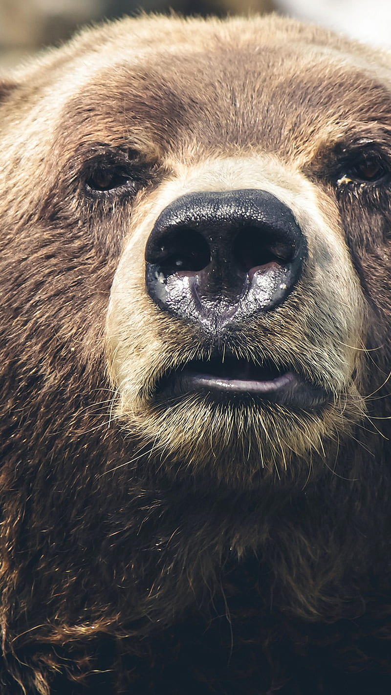 Brown Bear , bear face, animal, wild, nature, HD phone wallpaper