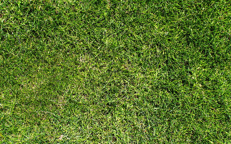 green grass texture, close-up, plant textures, grass backgrounds, grass textures, green grass, green backgrounds, macro, grass from top, HD wallpaper