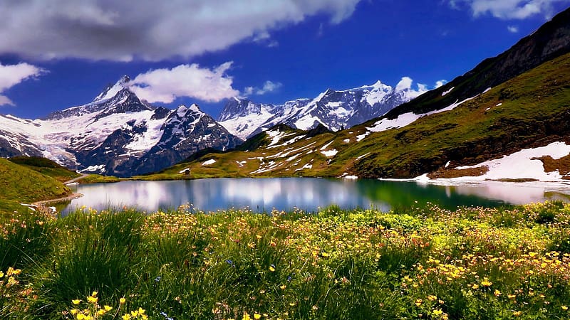 Lake Bachalp, Bernese Oberland, Switzerland, water, flowers, snow, landscape, meadow, mountains, rocks, HD wallpaper