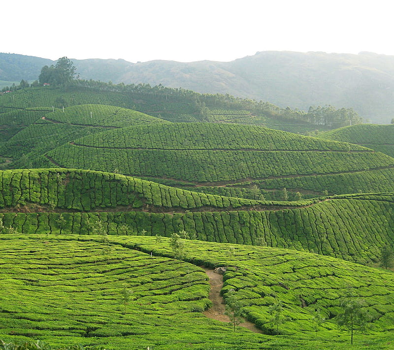 Munnar Hill, India Ultra HD Desktop Background Wallpaper for 4K UHD TV :  Multi Display, Dual Monitor : Tablet : Smartphone