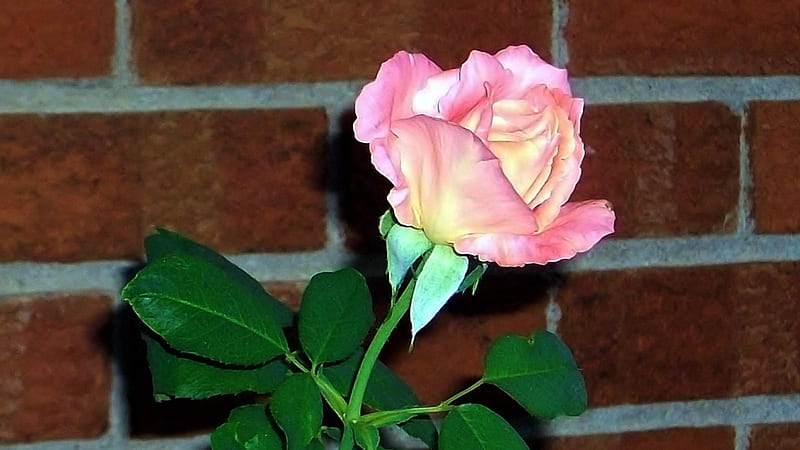 Single Pink Rose, bloom, rose, garden, pink, natural, HD wallpaper