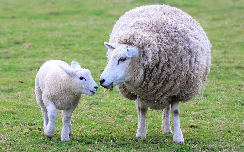 Mom And Baby, Baby, Grass, Sheep, Lamb, Mother, Animals, HD wallpaper