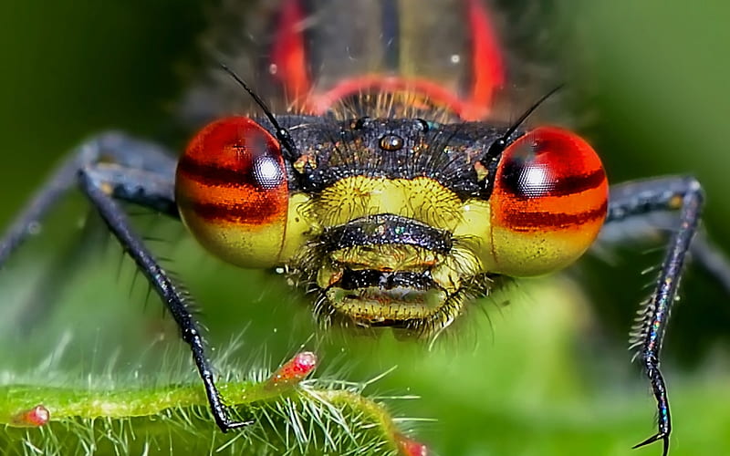 Dragonfly, red, libelula, green, insect, yellow, eyes, HD wallpaper