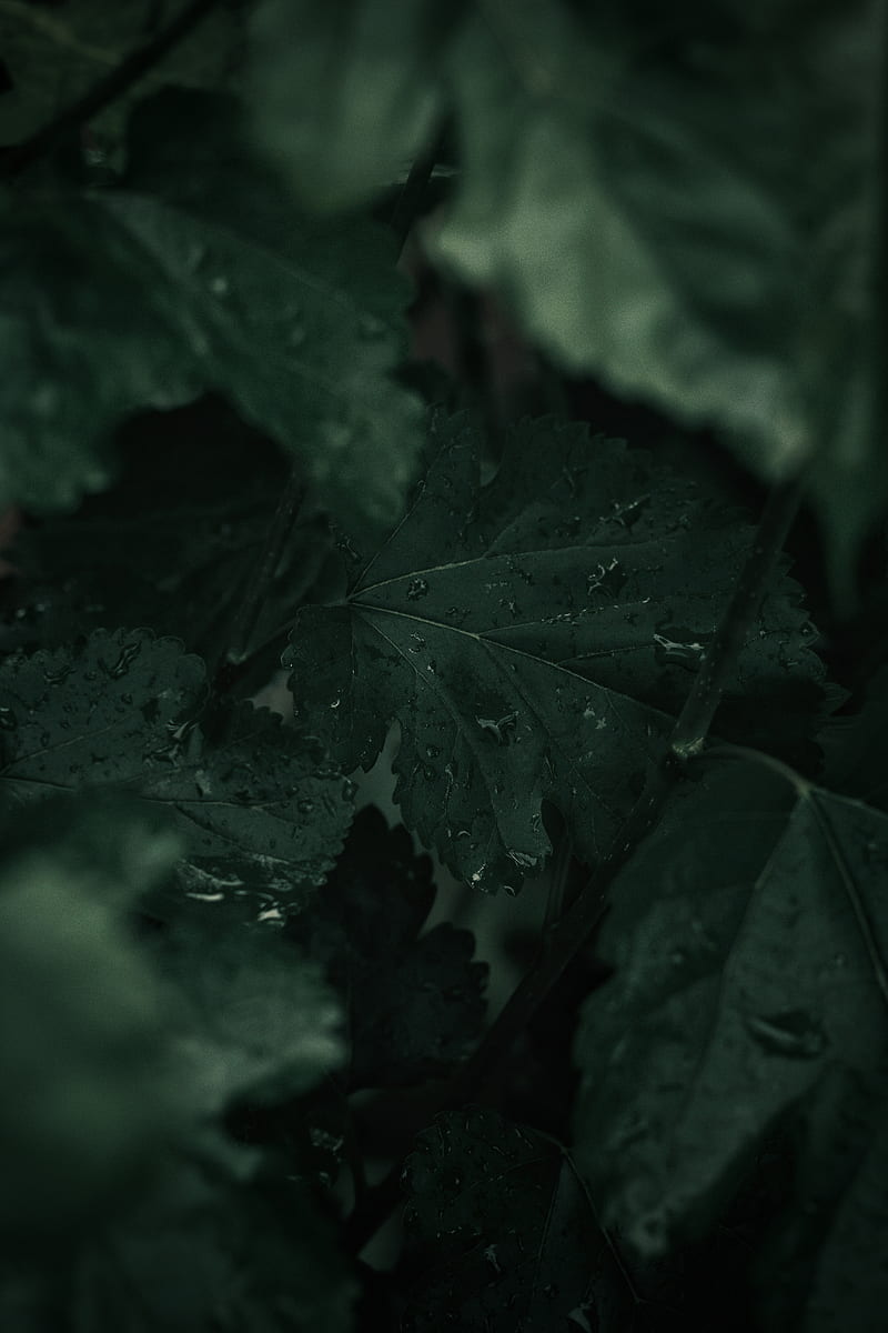 leaves, wet, drops, macro, plant, HD phone wallpaper