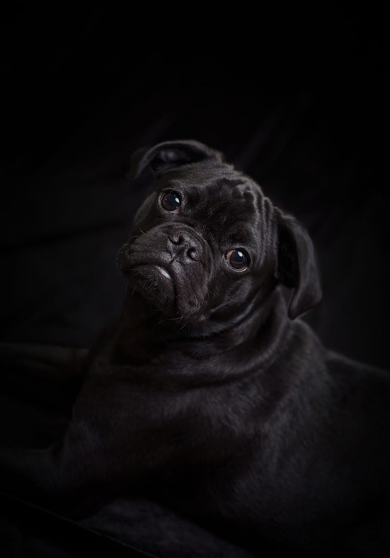 pug, dog, black, cute, pet, HD mobile wallpaper