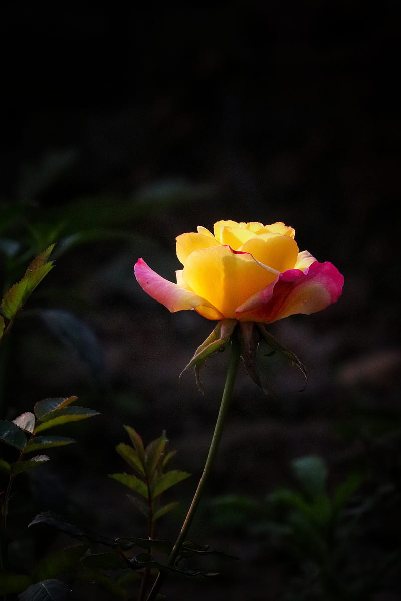 Yellow Rose , dslr, flower, nature, HD phone wallpaper
