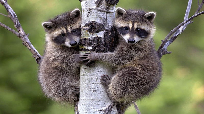Mike and Ike, playing, tree, racoons, alike, HD wallpaper