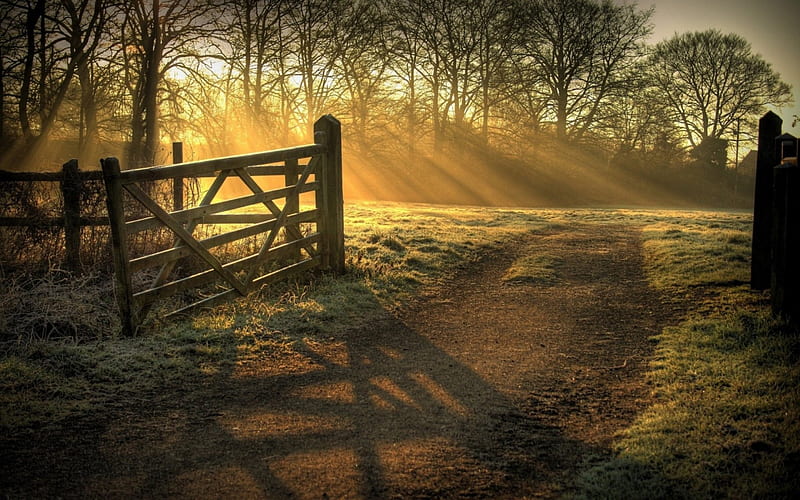open gate to sunrise, countryside, fence, gate, forest, rays, sunrise, HD wallpaper