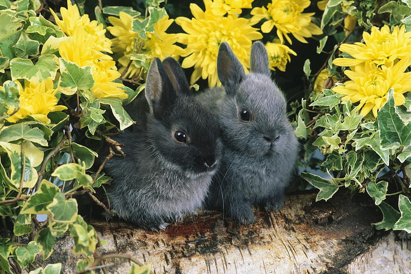 Rabbits, flower, rabbit, pose, animal, HD wallpaper Rabbits, flower, rabbit, pose, animal, HD wallpaper