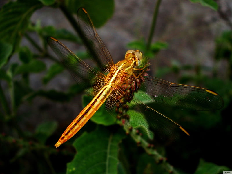 Dragonfly-small animal, HD wallpaper