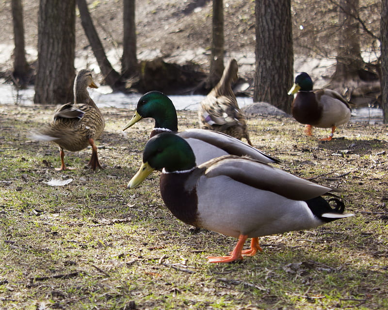 Ducks, anatini, colorful, cute, dabbling, feathers, walking, HD wallpaper