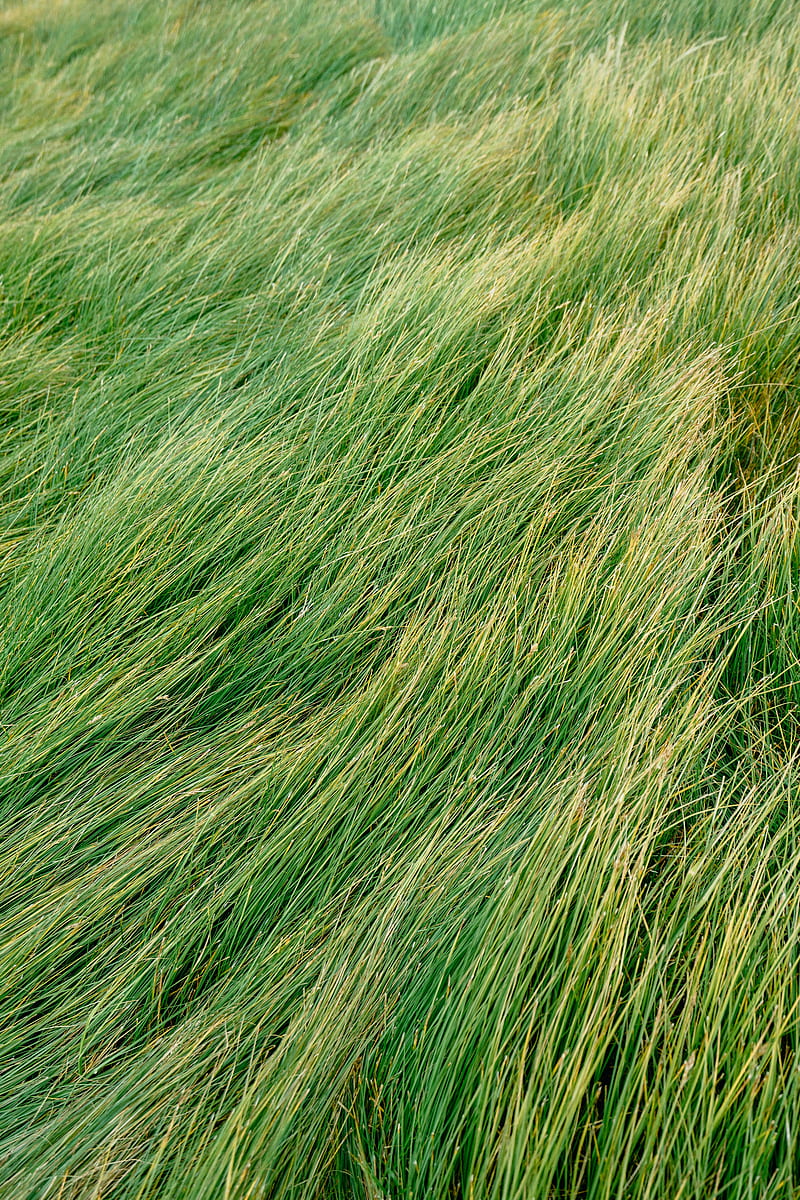 grass, green, wind, HD phone wallpaper
