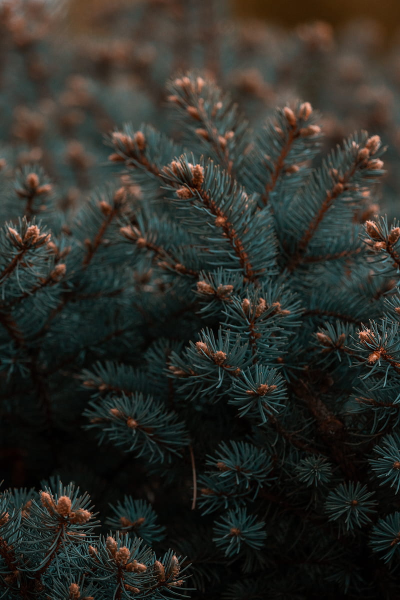 spruce, branches, needles, plant, HD phone wallpaper