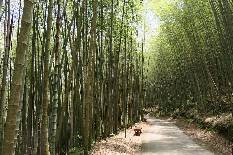 Bamboo forest, forest, go hiking, wood chair, Green, Bamboo, Bambo, Trails, HD wallpaper